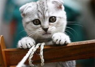 猫咪吃瓜1-40集免费,40集轻松搞笑,揭秘喵星人的欢乐日常 第1张 猫咪吃瓜1-40集免费,40集轻松搞笑,揭秘喵星人的欢乐日常 第1张